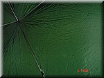 Hodumi-2008online-104.jpg